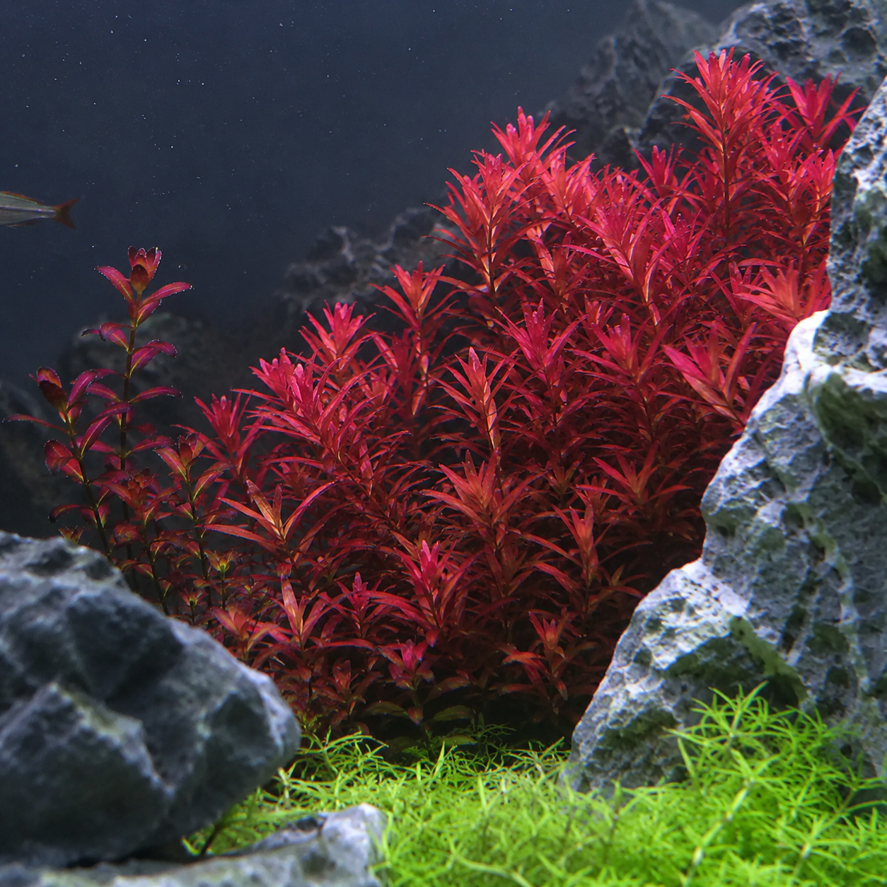 How to Get Red Aquarium Plants to Actually Turn Red